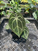 Load image into Gallery viewer, Anthurium &quot;Michelle x Zara&quot; x Noid Hybrid, Exact Plant Ships Nationwide
