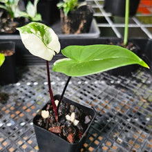 Load image into Gallery viewer, Alocasia Macrorhizza Black Stem, Exact Plant Variegated
