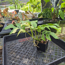 Load image into Gallery viewer, Rhaphidophora Tetrasperma Albo, Exact Plant Variegated Ships Nationwide
