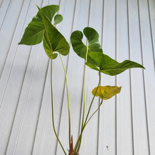 Load image into Gallery viewer, Anthurium Decipiens, Exact Plant XXL
