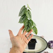 Load image into Gallery viewer, Philodendron Sodiroi True Form, Exact Plant
