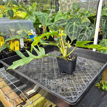 Load image into Gallery viewer, Philodendron Florida Beauty X Tortum, Exact Plant Variegated Ships Nationwide
