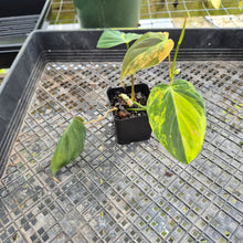 Load image into Gallery viewer, Philodendron Hederaceum Micans Aurea, Exact Plant Variegated Ships Nationwide
