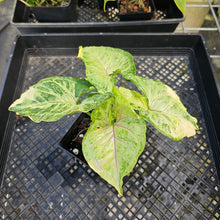 Load image into Gallery viewer, Syngonium Mango Allusion, Orm Thong, Exact Plant Variegated Ships Nationwide
