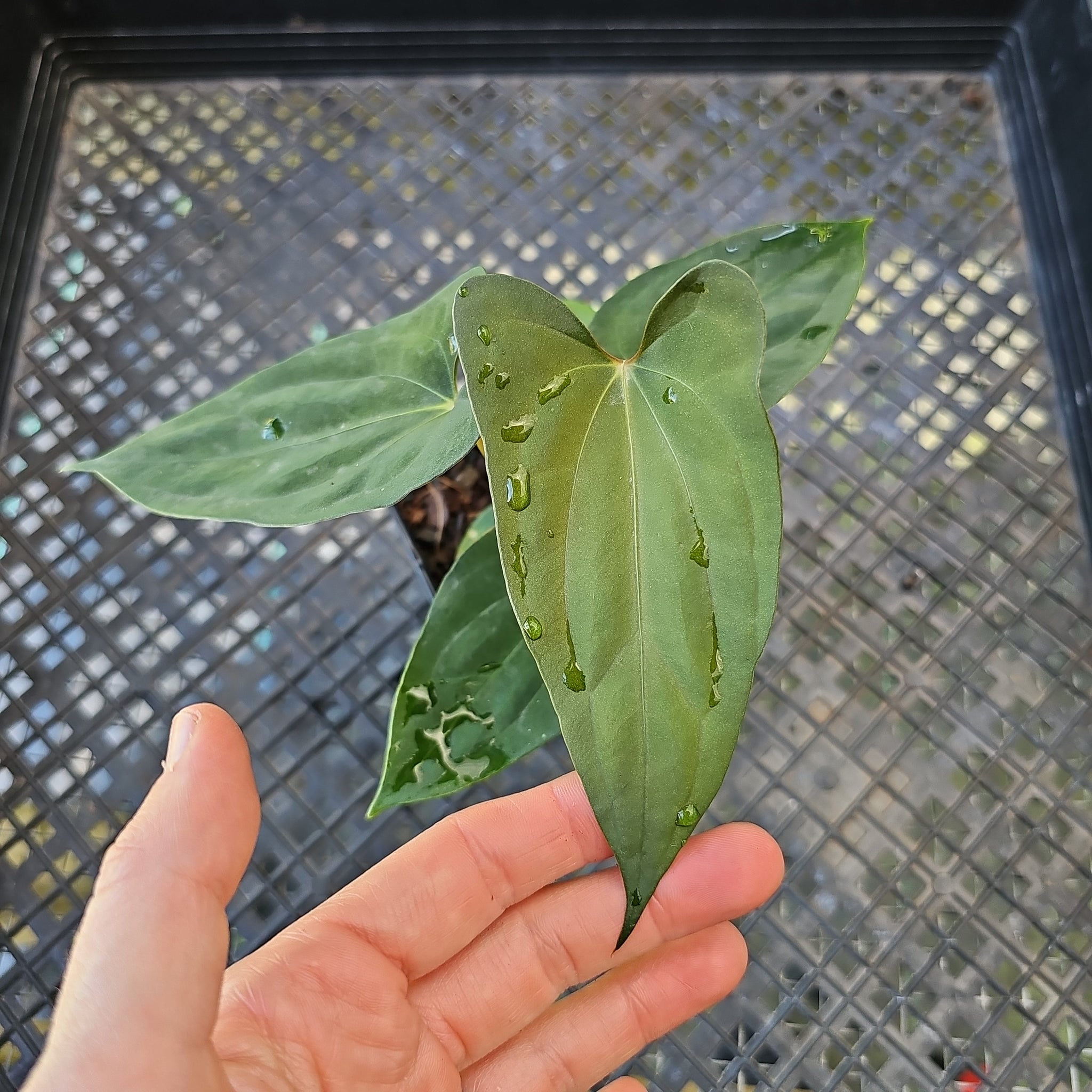 Anthurium Papillilaminum Fort Sherman X ( FS X Ralph Lynam), Ships
