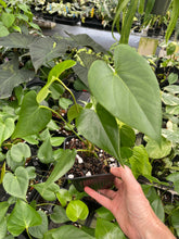Load image into Gallery viewer, Anthurium Faustomirandae, Faustino'S Giant 4" pot, Fedex 2day*

