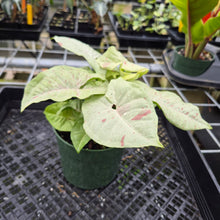 Load image into Gallery viewer, Syngonium Pink Spot Variegated exact plant, Fedex 2day
