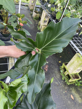 Load image into Gallery viewer, Philodendron Thaumatophyllum Goeldii X Selloum "African Fantasy exact plant, Fedex 2day*
