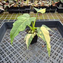 Load image into Gallery viewer, Philodendron Radiatum Aurea Variegated exact plant, Fedex 2day*
