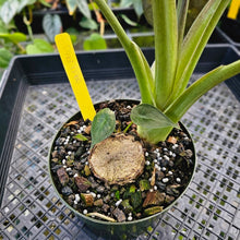 Load image into Gallery viewer, Alocasia Wentii, Exact Plant Variegated Large
