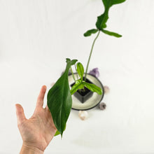 Load image into Gallery viewer, Philodendron Joepii, Exact Plant Ships Nationwide
