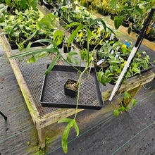 Load image into Gallery viewer, Philodendron Holtonianum, Exact Plant Ships Nationwide
