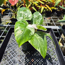 Load image into Gallery viewer, Philodendron White Princess Variegated exact plant, Fedex 2day*
