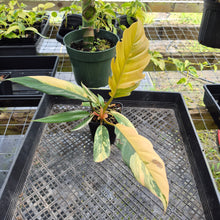 Load image into Gallery viewer, Philodendron Caramel Marble, Exact Plant Variegated Ships Nationwide
