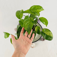 Load image into Gallery viewer, Epipremnum Pinnatum Tricolor Mint, Exact Plant Variegated multi pot of 4 Ships Nationwide
