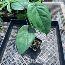 Load image into Gallery viewer, Syngonium Chiapense, Exact Plant Ships Nationwide
