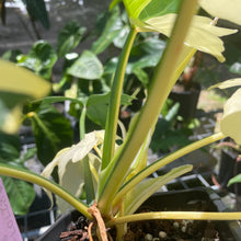 Load image into Gallery viewer, Philodendron Golden Dragon, Exact Plant Variegated
