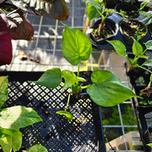 Load image into Gallery viewer, Alocasia Cucullata, Exact Plant Variegated
