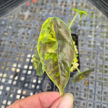 Load image into Gallery viewer, Alocasia Azlanii Aurea variegated , Exact Plant Ships Nationwide
