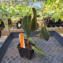 Load image into Gallery viewer, Philodendron Gigas, Exact Plant Ships Nationwide
