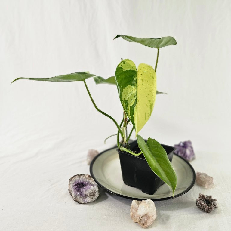 Philodendron Ilsemanii, Exact Plant Variegated Ships Nationwide