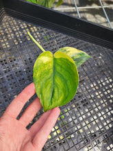 Load image into Gallery viewer, Scindapsus Jade Satin Aurea, Exact Plant Variegated Ships Nationwide
