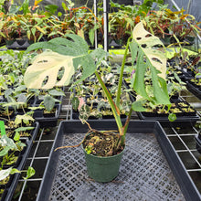 Load image into Gallery viewer, Monstera Borsigiana Albo Deliciosa Variegated exact plant, Fedex 2day*
