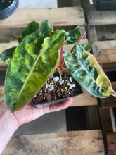Load image into Gallery viewer, Philodendron Billietiae variegated 4" pot 2DayAir*
