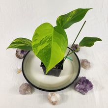 Load image into Gallery viewer, Monstera Borsigiana Aurea, Exact Plant Variegated Ships Nationwide
