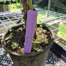 Load image into Gallery viewer, Fishtail Palm Variegated exact plant, Fedex 2day*
