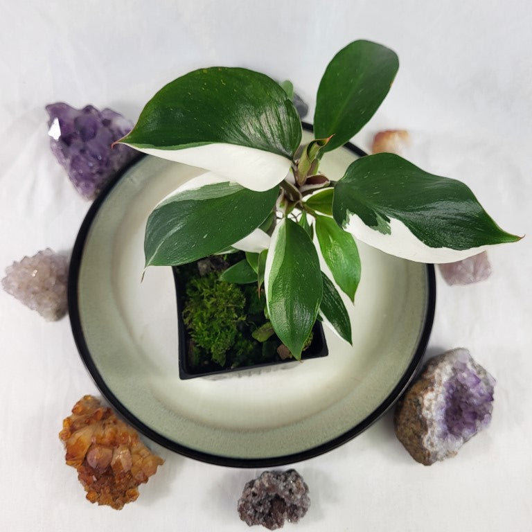 Philodendron White Knight Variegated 4