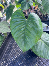 Load image into Gallery viewer, Philodendron Sodiroi True Form, Exact Plant Ships Nationwide
