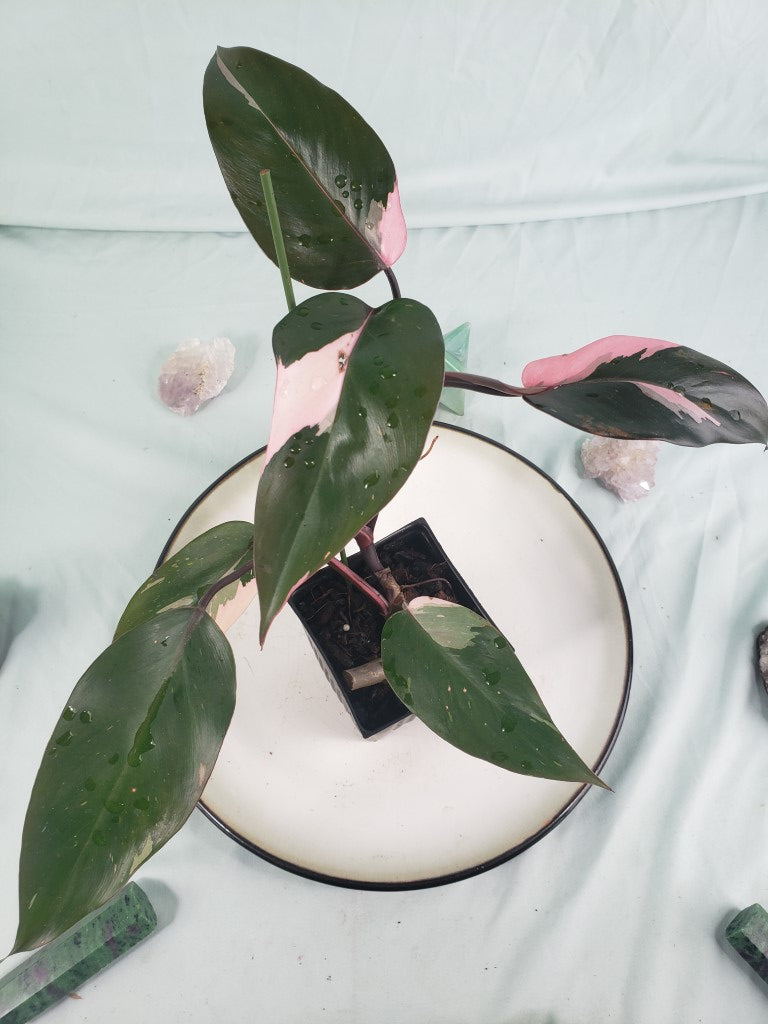 Pink Princess, exact plant, variegated Philodendron, ships nationwide