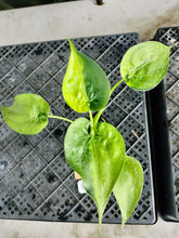 Load image into Gallery viewer, Alocasia Cucullata, Exact Plant Variegated Ships Nationwide
