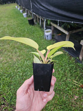 Load image into Gallery viewer, Philodendron Jungle Fever , 2.5” pot, Fedex 2 day*
