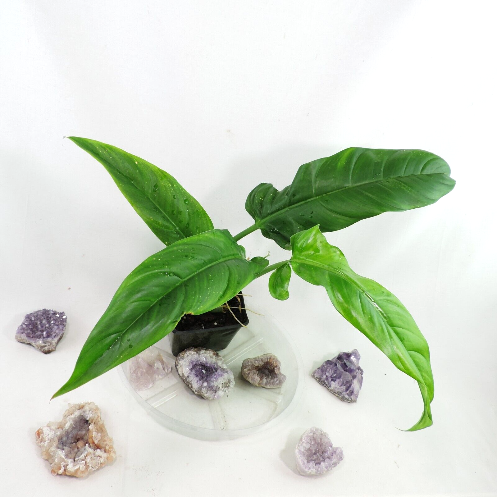 philodendron barrosoanum narrow Philodendron Barrosoanum Narrow Form 4" pot, Fedex 2day* – Canopy Gems