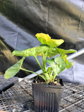 Load image into Gallery viewer, Syngonium Mango Allusion, Orm Thong, Exact Plant Variegated Ships Nationwide
