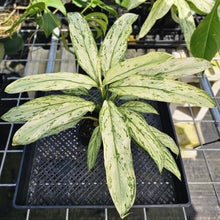 Load image into Gallery viewer, Aglaonema Ice Queen, Silver Queen, Exact Plant Variegated Ships Nationwide
