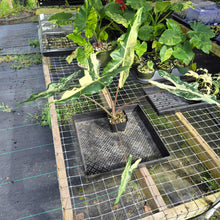 Load image into Gallery viewer, Alocasia Sarian albo variegated exact plant, Fedex 2day*
