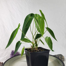 Load image into Gallery viewer, Anthurium Angamarcanum , Exact Plant double plant
