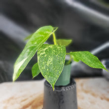 Load image into Gallery viewer, Philodendron Jose Buono, Exact Plant Variegated Ships Nationwide
