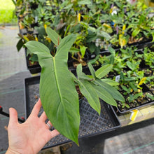 Load image into Gallery viewer, Philodendron Mexicanum, Exact Plant 5.5&#39;&#39; pot Ships Nationwide
