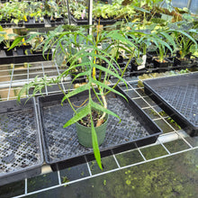 Load image into Gallery viewer, Philodendron Polypodoides exact plant, Fedex 2day*
