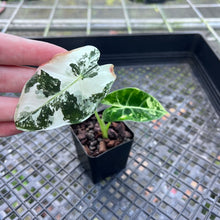 Load image into Gallery viewer, Alocasia Frydek, Exact Plant Variegated
