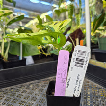 Load image into Gallery viewer, Monstera Adansonii Aurea, Exact Plant Variegated Ships Nationwide
