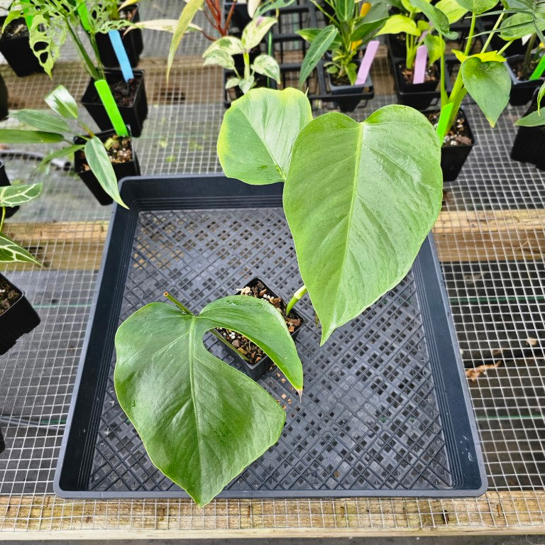 Monstera Sierrana Hawaii Clone, Exact Plant Ships Nationwide