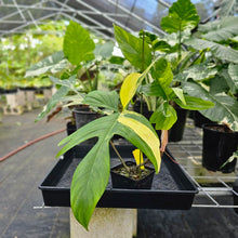 Load image into Gallery viewer, Philodendron Florida Beauty, Exact Plant Variegated Ships Nationwide
