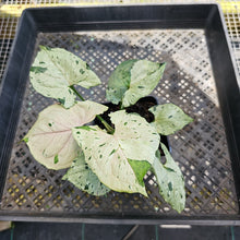 Load image into Gallery viewer, Syngonium Green Splash, Exact Plant Variegated Ships Nationwide

