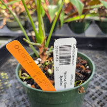 Load image into Gallery viewer, Anthurium Veronica green, speckled, Exact Plant, Ships Nationwide
