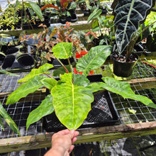 Load image into Gallery viewer, Philodendron Jungle Fever Mint, Exact Plant Variegated Ships Nationwide
